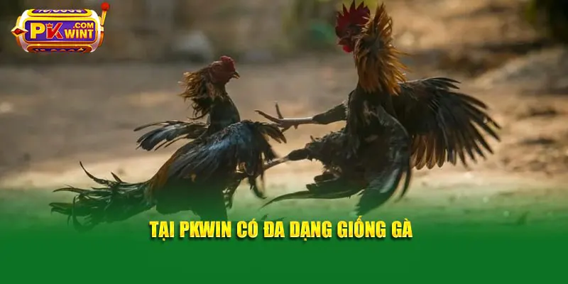 Tại PKWIN có đa dạng giống gà